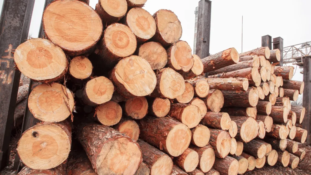 Skład drewna okrągłego – bale sosnowe, tartak Tuliszków